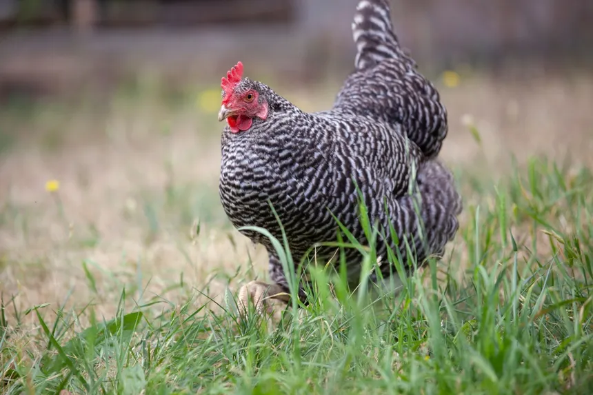 Adult Chickens | 18+ Weeks Old