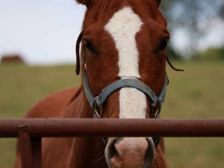 Farm photo