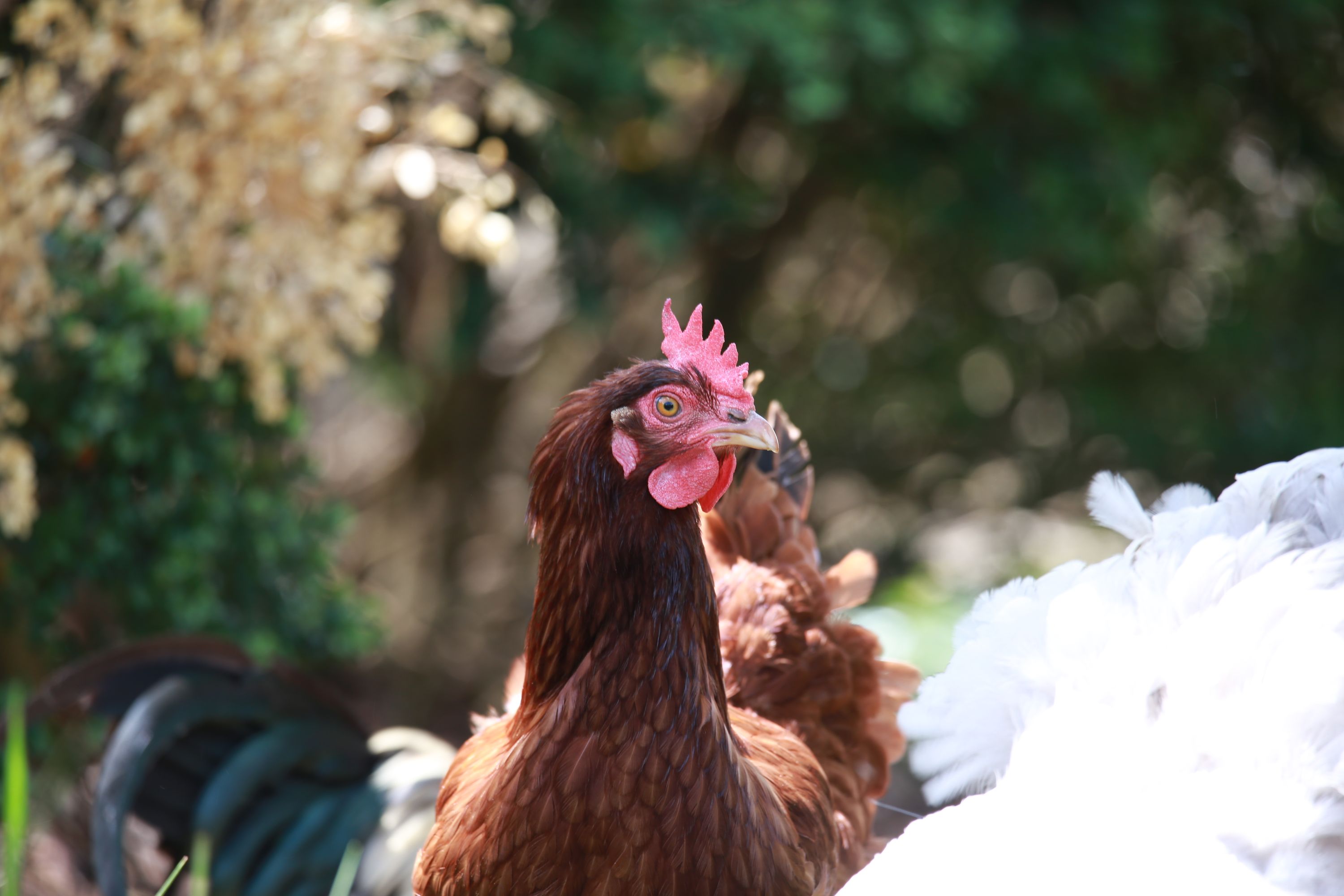Farm photo